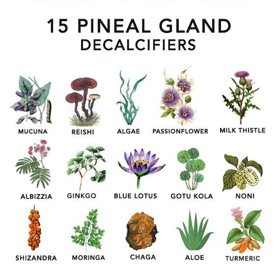 Pineal Gland Decalsifier