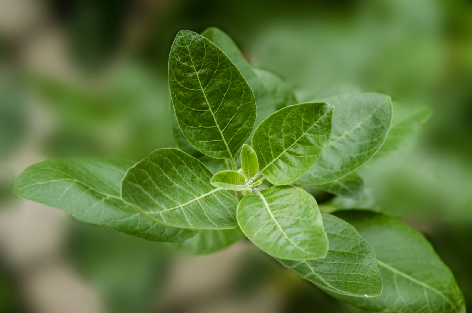 Fresh green ashwagandha plant leaves growing outdoors