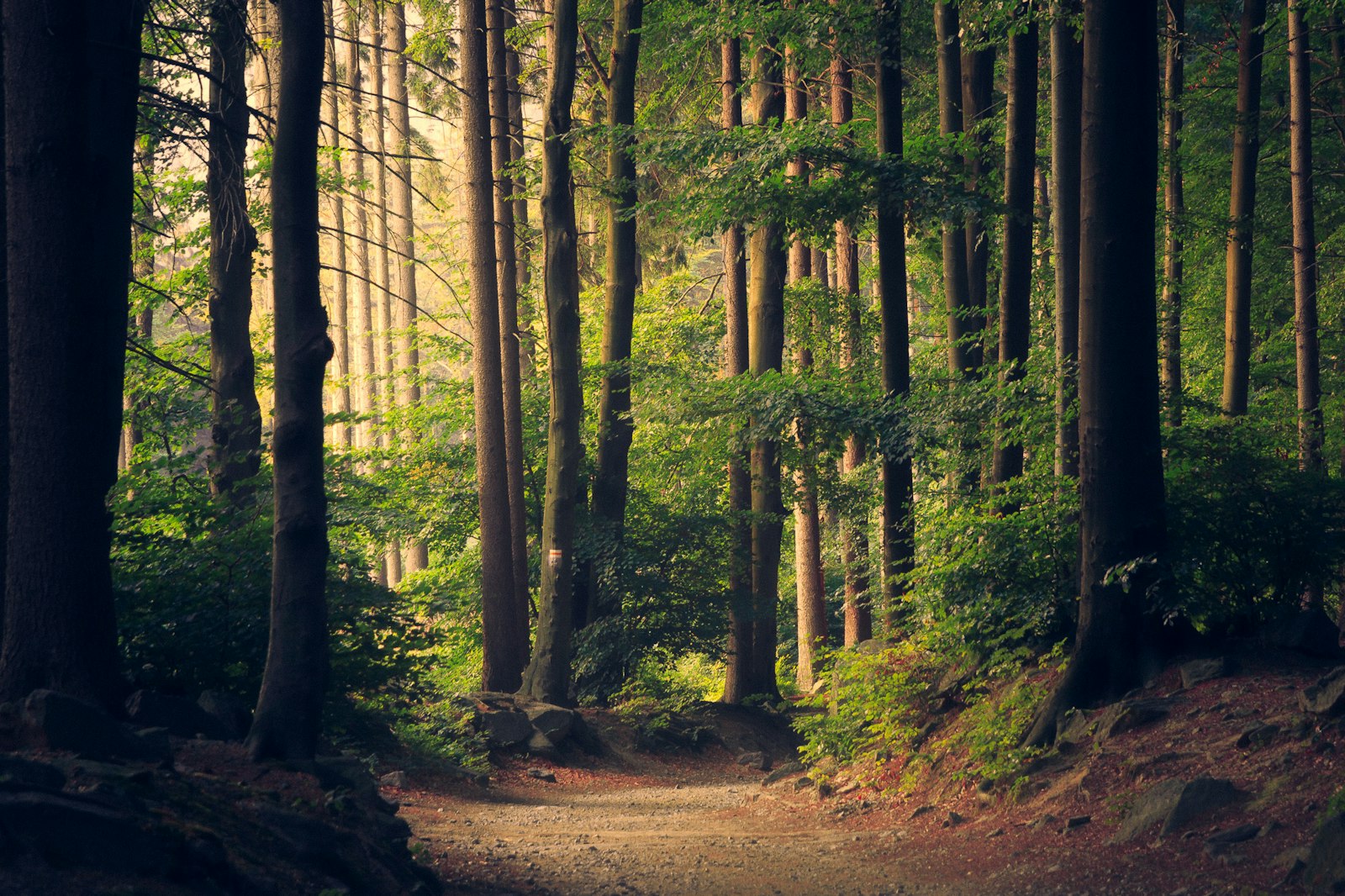Sunlit forest path with trees for grounding in nature